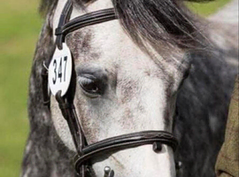Registered Welsh section C Gelding