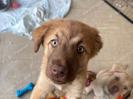 12 week old little girl chow x mali