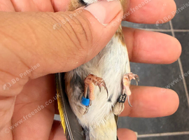 2025 goldfinch male