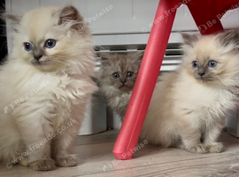 Beautiful ragdoll x persian
