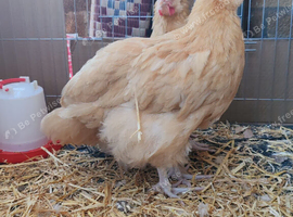 Orpington Buff Chicken Pair Free