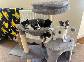 2 kittens ready in 1 week Malvern