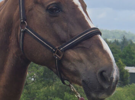 IRISH DRAUGHT MARE