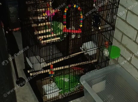 Tall cage with all accessories.brand new