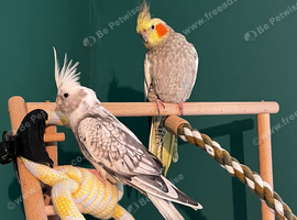 Male and female young cockatiels tame with cage