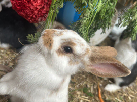 Litter looking for new home