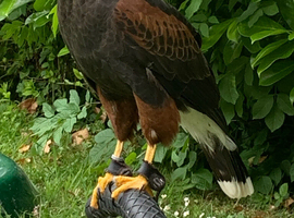 Female Harris Hawk
