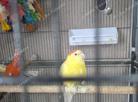 ️ FEMALE RED-RUMP PARAKEET & CAGE