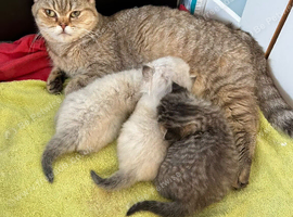 Chinchilla/british shorthair boys kittens
