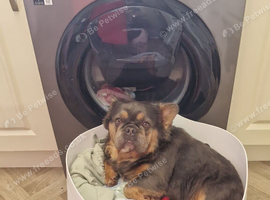 Fluffy french bulldog bitch