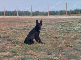 Black German Shepherd Pup