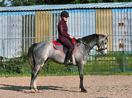 Stunning 15.2hh Thoroughbred Mare for sale