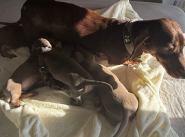 dachshunds puppies