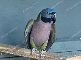 Draydan hen bird or think so