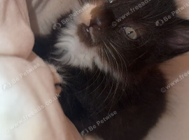 Maine coon cross kittens