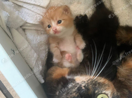 3 male kittens