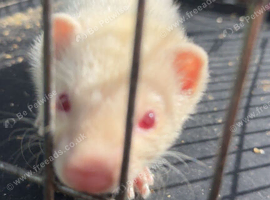 Ferret for sale
