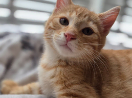 Pixie bob mixed kittens