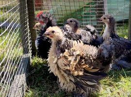 Pekin bantam frizzle chicks