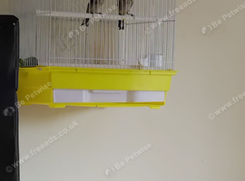 Pair of goldfinches for sale