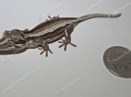 Gargoyle Geckos