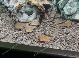 False bandit corys