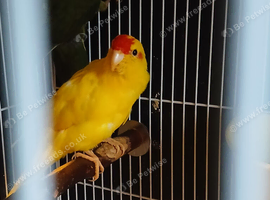 Kakarikis