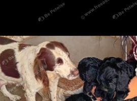 Cockerpoo puppies