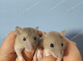 Male Baby rats