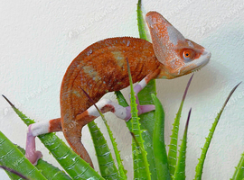 CHAMELEONS