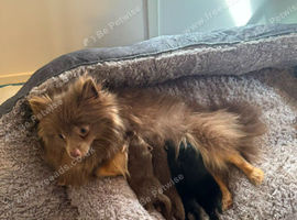 Pomeranian