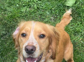 Kc registered cocker spaniel for stud