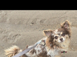 Rare merle chihuahua stud