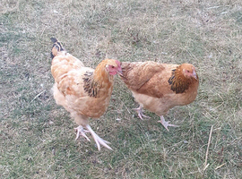 Friendly chickens