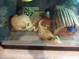 Bearded dragon female