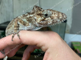 BREEDING PAIR OF FALSE CHAMELEON ANOLES