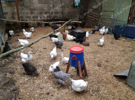Pol pullets and hens for sale