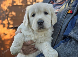 Gorgeous fluffy Golden Retriever Puppies kc reg