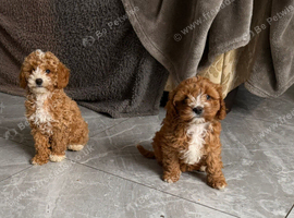 Toy f1b cavapoo puppies