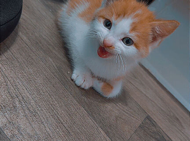 Kitten for sale