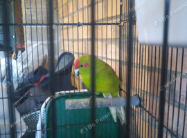 3kakarikis Avery birds