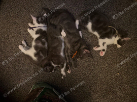 9 beautiful kittens
