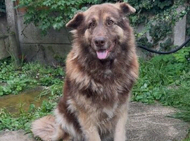 German Shepard female liver and tan