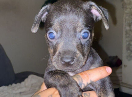 Fenchie x dachshund x westie pups