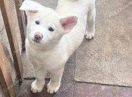 Japanese Akita puppies