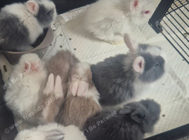 Lionhead babies