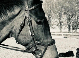 17hh BFG