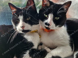 Brothers looking for home together