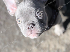 Boy puppy French bulldog