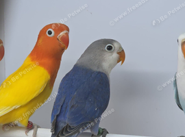 Lovebird with DNA